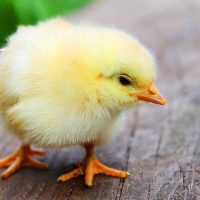 Η εταιρεία Αγγελάκης Α.Ε. αναζητά για συνεργασία παραγωγούς με ιδιόκτητες μονάδες εκτροφής κοτόπουλου